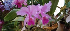 Cattleya