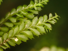 Plagiochila gracilis