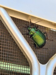 Calosoma schayeri