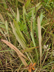 Plantago macrocarpa