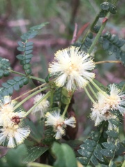 Acacia pentadenia