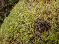 Racomitrium lanuginosum