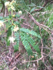 Acacia pentadenia