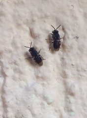 Nannotrigona perilampoides