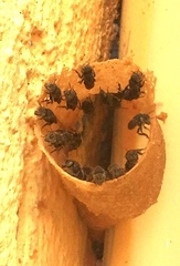 Nannotrigona perilampoides