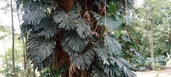 Monstera deliciosa