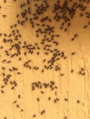 Nannotrigona perilampoides