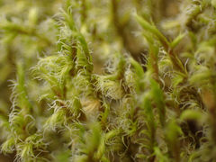 Racomitrium lanuginosum