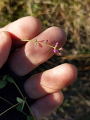 Lespedeza violacea