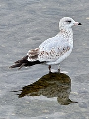Larus delawarensis