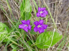 Ruellia corzoi