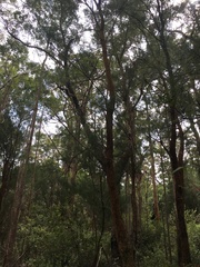 Allocasuarina decussata
