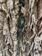 Allocasuarina decussata