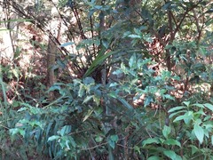 Daphniphyllum oldhami