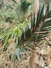 Macrozamia riedlei