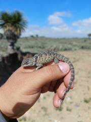 Sceloporus mucronatus