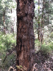 Eucalyptus guilfoylei