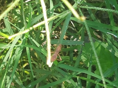 Burtinus notatipennis