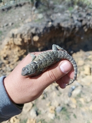 Sceloporus mucronatus