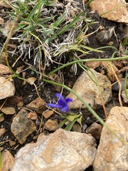 Gentianopsis barbellata