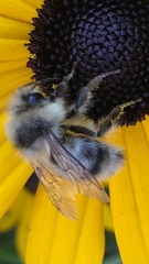Bombus vancouverensis
