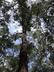 Eucalyptus guilfoylei