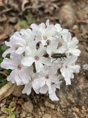 Glandularia platensis