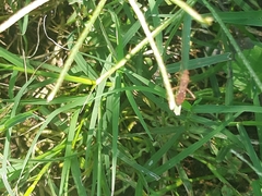 Burtinus notatipennis