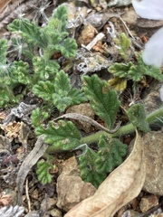 Glandularia platensis