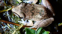 Eleutherodactylus atkinsi
