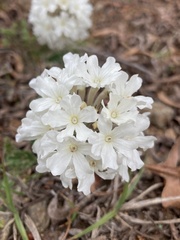 Glandularia platensis