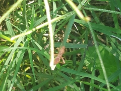 Burtinus notatipennis