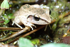 Eleutherodactylus atkinsi
