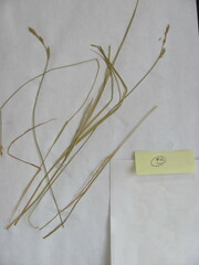 Carex bromoides bromoides