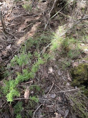 Leucopogon capitellatus