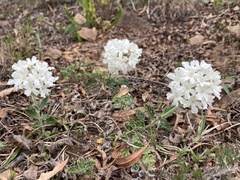 Glandularia platensis