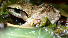 Eleutherodactylus atkinsi