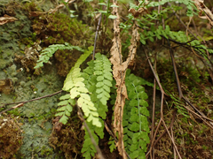 Asplenium viride
