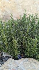 Penstemon fruticosus