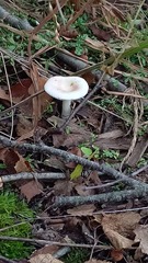 Russula betularum