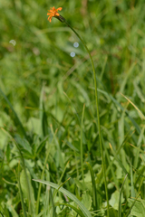 Agoseris aurantiaca