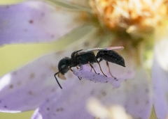 Spilomena