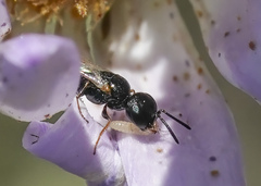 Spilomena