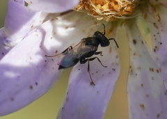 Spilomena