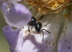 Spilomena