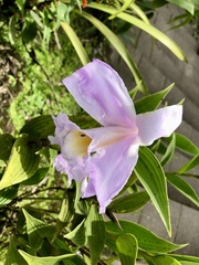 Sobralia