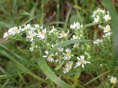 Symphyotrichum ericoides