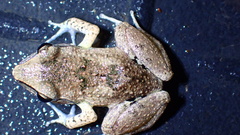 Eleutherodactylus atkinsi