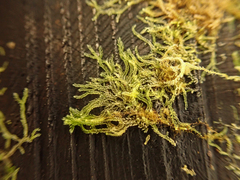 Cephalozia bicuspidata