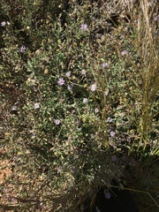 Vittadinia cuneata